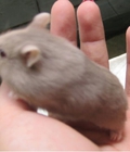 Hình ảnh: Chuột Hamster xám yếm Trắng 2-2.5 tháng tuổi