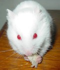 Hình ảnh: Chuột Hamster Abino trắng mắt đỏ