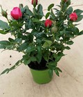 Hình ảnh: Cung cấp các loại hoa chơi tết. địa chỉ cung cấp hồng tỉ muội siêu nụ giao cây toàn quốc