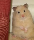 Hình ảnh: Chuột Hamster Bear lông xù