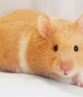 Hình ảnh: Chuột Gấu nâu - Brown Bear Hamster >1.5 tháng tuổi