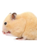 Hình ảnh: Chuột hamster vàng gấu vàng mơ