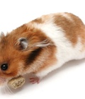 Hình ảnh: Chuột hamster bear gấu vàng nâu