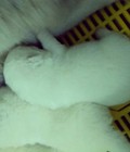 Hình ảnh: Samoyed  cực đẹp và chất lượng