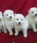 Hình ảnh: Samoyed  cực đẹp và chất lượng