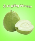 Hình ảnh: Ổi Lê giống Đài Loan 100gram