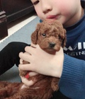 Hình ảnh: Poodle con mới đẻ