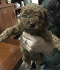 Hình ảnh: Chó Poodle con mới đẻ, màu nâu đẹp.