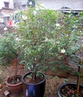 Hình ảnh: Bán cây Hồng cổ bạch xếp: cây cổ thụ 10 năm tuổi