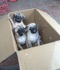 Hình ảnh: pug 1 nếp