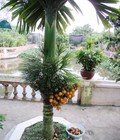 Hình ảnh: Cau tứ quý, cau lùn tứ quý. cung cấp cây giống cau lùn chuẩn chất lương, giao cây toàn quốc