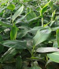 Hình ảnh: Chuối tây thái lan, chuối tây, chuối giống thái lan. Cung cấp các loại giống chuối chất lượng, giao cây toàn quốc