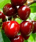 Hình ảnh: Cây giống cherry anh đào, cây giống cherry brazin. Địa chỉ cung cấp cây giống toàn quốc