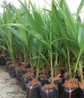 Hình ảnh: Dừa xiêm lùn, dừa xiêm xanh lùn, dừa xiêm đỏ lùn. Địa chỉ cung cấp cây giống toàn quốc