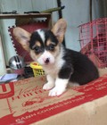 Hình ảnh: corgi