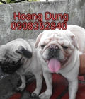 Hình ảnh: trại chó Hoàng Dũng phối giống cho pug, pug trắng,chó corgi, husky, poodle
