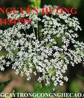 Hình ảnh: Hạt giống đương quy, cây giống đương quy, cây thuốc quý đương quy. Địa chỉ cung cấp đương quy toàn quốc