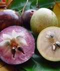 Hình ảnh: Cây giống vú sữa, cung cấp cây vú sữa cho năng suất cao. Địa chỉ cung cấp cây giống toàn quốc