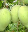 Hình ảnh: Cung cấp cây giống xoài quả to, Địa chỉ cung cấp các loại giống cây ăn quả toàn quốc