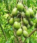 Hình ảnh: Cây giống cóc thái, kỹ thuật trồng cây cóc thái. Địa chỉ cung cấp cây giống toàn quốc