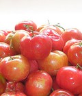 Hình ảnh: Cây giống sơ ri, cung cấp cây giống sơ ri, quả sơ ri. Địa chỉ cung cấp giống cây ăn quả toàn quốc