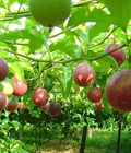Hình ảnh: Cây giống chanh dây, quả chanh dây. Trung tâm cung cấp cây giống chanh dây toàn quốc