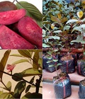 Hình ảnh: Cây giống ổi tím, quả ổi tím. Trung tâm cung cấp giống cây ăn quả toàn quốc
