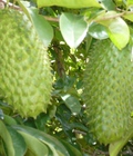 Hình ảnh: Cung cấp cây giống mãng cầu xiêm, quả mãng cầu xiêm. Địa chỉ cung cấp cây giống ăn quả toàn quốc