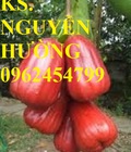 Hình ảnh: Cây roi đỏ, cây giống roi đỏ. Địa chỉ cung cấp cây roi đỏ cho năng suất cao, giao cây toàn quốc