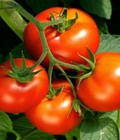 Hình ảnh: Hạt giống cà chua