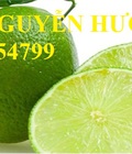 Hình ảnh: Cung cấp giống cây chanh tứ quý, chanh đào, chanh không hạt, cây giống chất lượng, giao cây toàn quốc