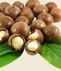 Hình ảnh: Cung cấp cây giống mắc ca, quả mắc ca. Trung tâm cung cấp cây giống ăn quả toàn quốc, giao cây tận nơi