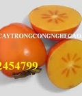Hình ảnh: Cung cấp giống cây hồng không hạt, hồng nhân hậu. địa chỉ cung cấp cây giống toàn quốc