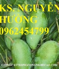 Hình ảnh: Cung cấp cây giống xoài thái miền nam, xoài thái, xoài thái tím, giao cây toàn quốc