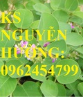 Hình ảnh: Cung cấp cây giống kim tiền thảo, hạt kim tiền thảo. Trung tâm cung cấp giống cây dược liệu toàn quốc