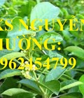 Hình ảnh: Cung cấp cây giống thìa canh, cây dây muôi, cây lừa ty rừng, giao cây toàn quốc