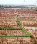 Hình ảnh: Bán đất trồng Đào Nhật Tân, Tây Hồ HN 7000m2 giá rẻ có thể bán từng phần
