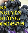 Hình ảnh: Cung cấp giống cây nho móng tay, nho ngón tay, nho mỹ. Trung tâm cung cấp các loại giống cây nhập khẩu toàn quốc