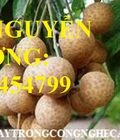Hình ảnh: Cung cấp cây giống nhãn hạt lép, nhãn không hạt chất lượng cho năng suất cao, giao cây toàn quốc