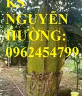 Hình ảnh: Cung cấp cây giống mít trái dài, quả mít trái dài, cây giống chất lượng cho năng suất cao