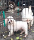 Hình ảnh: Poodle tini cái màu trắng tinh cho bạn nào nuôi ch
