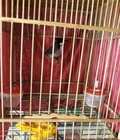Hình ảnh: Chim chào mào chòe
