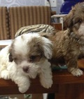 Hình ảnh: Chó BiChon Nhật