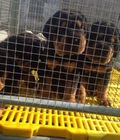 Hình ảnh: chó con rottweiler đại nhà đẻ