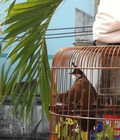 Hình ảnh: Chào mào chiến.