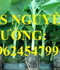 Hình ảnh: Cung cấp cây giống chuối nuôi cấy mô các loại, cây sạch bệnh cho năng suất cao, giao cây toàn quốc