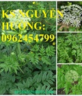 Hình ảnh: Cung cấp giống cây dược liệu, cây khôi nhung, cây đẳng sâm, cây đương quy, giao cây toàn quốc