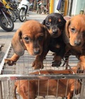 Hình ảnh: Bán chó lạp sưởn con