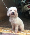 Hình ảnh: chó poodle đực trắng