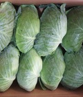 Hình ảnh: Cần bán 600 tấn BẮP CẢI xuất khẩu Hồ Chí Minh